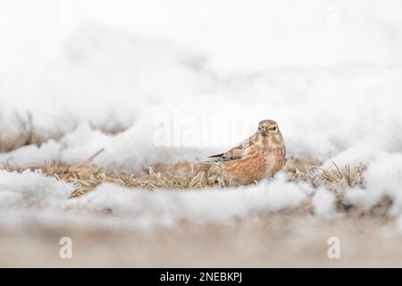 Linet comune maschio sul terreno (Linaria cannabina) Foto Stock