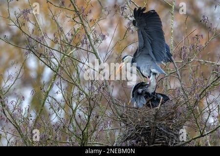 Gli aironi grigi si accoppiano sul loro nido di nuova costruzione, in alto in un albero nel Kent, in Inghilterra Foto Stock