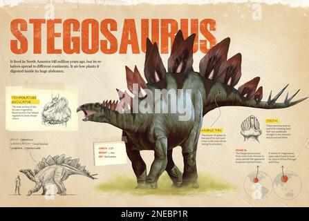 Infografica sullo Stegosauro, un dinosauro della famiglia degli ornitischi e un erbivoro del periodo giurassico i cui fossili sono stati trovati in Nord America. [QuarkXPress (.qxp); 4842x3248]. Foto Stock