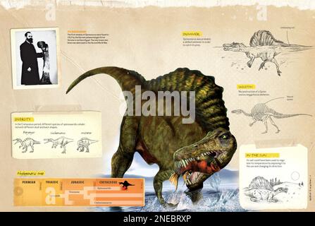 Infografica sulle abitudini e l'albero filogenetico dello Spinosauro, un dinosauro carnivoro che vagava sulla Terra durante il periodo cretaceo dell'era mesozoica. [QuarkXPress (.qxp); 4842x3248]. Foto Stock