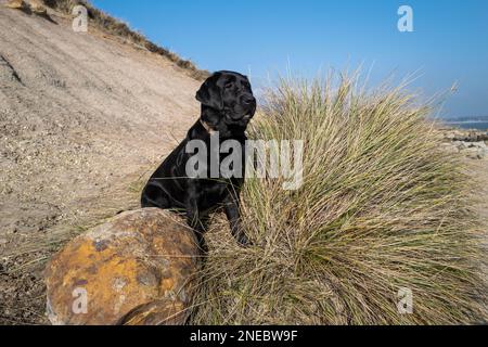 Camminare Labrador Dogs su una spiaggia Foto Stock
