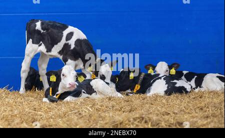 Vitelli da latte sani su letto di paglia in un capannone appositamente progettato. Cumbria, Regno Unito. Foto Stock