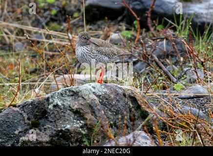 Redshank (Tringa totanus) adulto in piedi sulla roccia sulla brughiera Hardanger Vidda, Norvegia giugno Foto Stock