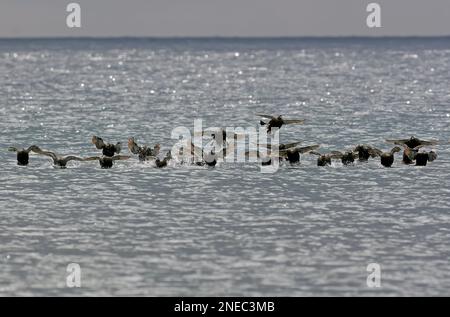 Steller's Eider (Polysticta stelleri) gregge di immature che sbarcano sul mare Veranger Fjord, Norvegia Giugno Foto Stock