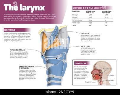 Infografica sulla laringe umana. [Adobe InDesign (.indd); 4795x3543]. Foto Stock