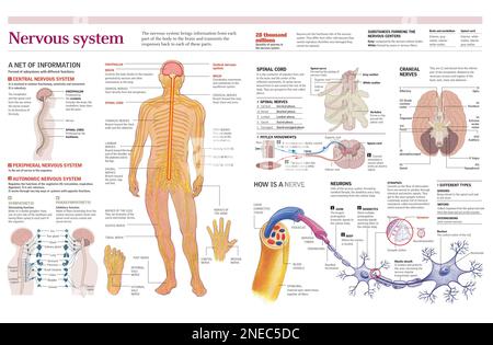 Infografica del sistema nervoso umano in dettaglio nel midollo spinale, i nervi cranici, la struttura nervosa e il funzionamento dei neuroni. [Adobe Illustrator (.ai); 4960x3248]. Foto Stock