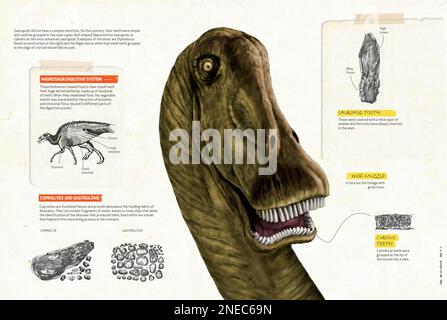 Infografica sul sistema digestivo di dinosauri erbivori e alcune caratteristiche fisiche che hanno permesso loro di mangiare foglie. [QuarkXPress (.qxp); 4842x3248]. Foto Stock