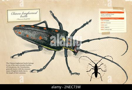 Scheda informativa e classificazione zoologica del coleottero cinese (Batocera horsfieldi). [Adobe InDesign (.indd); 5078x3248]. Foto Stock