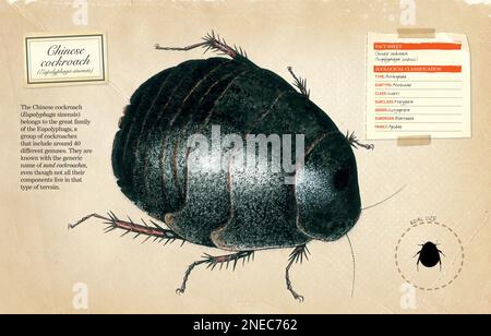 Scheda informativa e classificazione zoologica degli scarafaggi cinesi (Eupolyphaga sinensis). [Adobe InDesign (.indd); 5078x3248]. Foto Stock