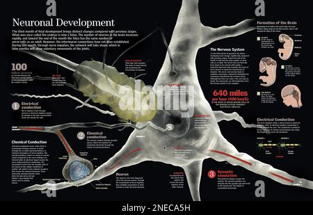 Infografica dello sviluppo cerebrale del feto a partire dal terzo mese e della crescente complessità del suo sistema neurale. [QuarkXPress (.qxp); 6259x4015]. Foto Stock