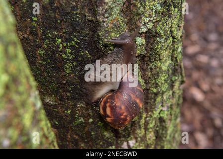 Lumaca africana gigante (Achatina fulica) arrampicata tronco albero. Specie ermafrodite. Entrambi i partner di una coppia di accoppiamento produrranno la prole come possono Foto Stock