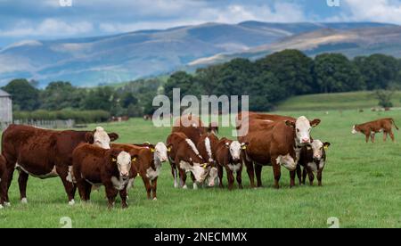 Mandria di bestiame Hereford pascolo su pascoli lussureggianti nella valle di Lune vicino a Kirkby Lonsdale, Cumbria, Regno Unito. Foto Stock