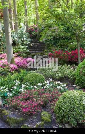 Arbusti di legno e aiuole di fiori con scalini di pietra Foto Stock