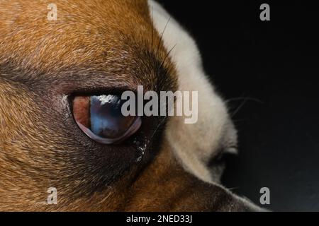 Cane con ulcera corneale. Inglese Bulldog razza Foto Stock