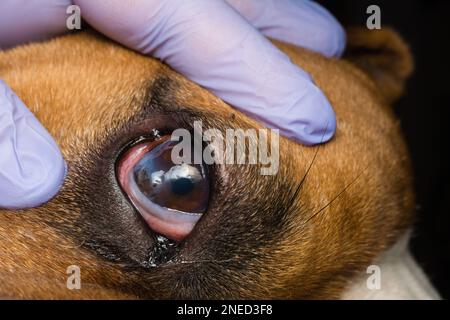 Cane con ulcera corneale. Inglese Bulldog razza Foto Stock