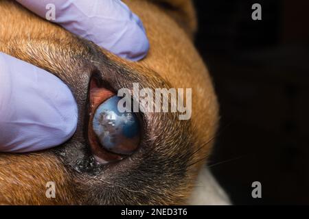 Cane con ulcera corneale. Inglese Bulldog razza Foto Stock