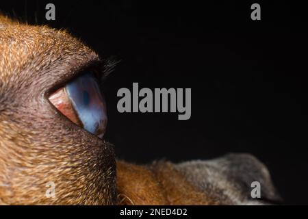 Cane con ulcera corneale. Inglese Bulldog razza Foto Stock