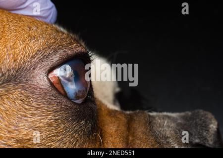 Cane con ulcera corneale. Inglese Bulldog razza Foto Stock