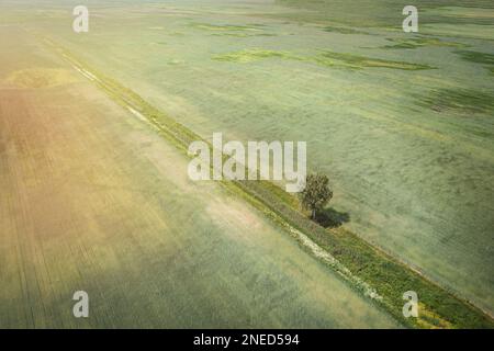 Bellissimo paesaggio in campo con albero solitario. Verdi prati estivi seminate con grano Foto Stock