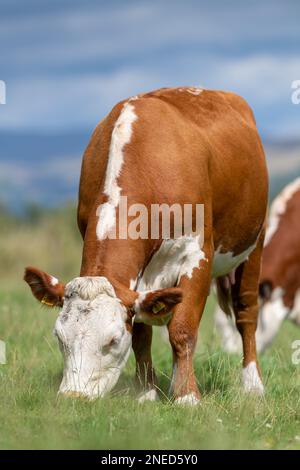 Hereford Cattle, una razza britannica nativa, pascolo su un lussureggiante pascolo montano nella valle di Lune, vicino a Kirkby Lonsdale, Cumbria, Regno Unito. Foto Stock