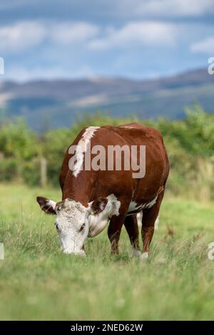 Hereford Cattle, una razza britannica nativa, pascolo su un lussureggiante pascolo montano nella valle di Lune, vicino a Kirkby Lonsdale, Cumbria, Regno Unito. Foto Stock