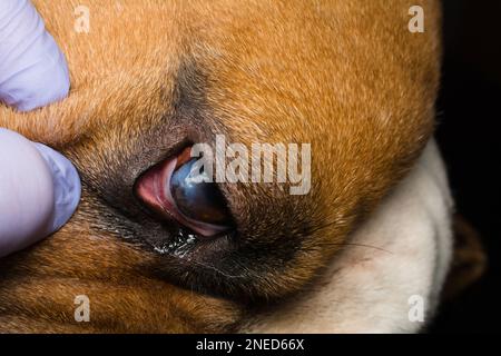 Cane con ulcera corneale. Inglese Bulldog razza Foto Stock