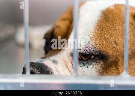 Cane con ulcera corneale. Inglese Bulldog razza Foto Stock