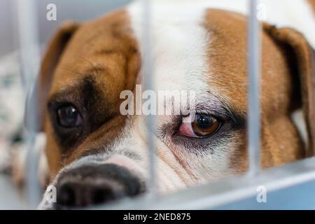 Cane con ulcera corneale. Inglese Bulldog razza Foto Stock