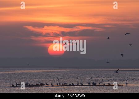 Tre oche Brent, Branta bernicla, volando verso un sole rosso con gabbiani che volano sulla laguna e riposano sul fango, Pagham Harbour, Sussex, febbraio Foto Stock