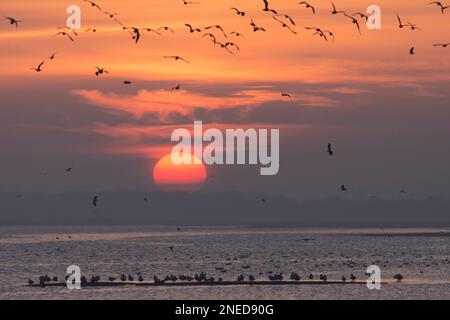 Lapwing, Peewit, Vanellus vanellus, floccato che vola di fronte al sole sull'acqua e gabbiani sulla striscia di fango, Pagham Harbour, Sussex, febbraio, Foto Stock