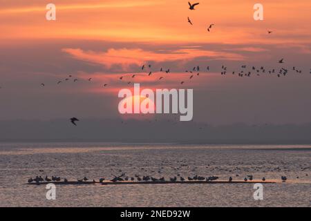 Lapwing, Peewit, Vanellus vanellus, floccato che vola di fronte al sole sull'acqua e gabbiani sulla striscia di fango, Pagham Harbour, Sussex, febbraio, Foto Stock