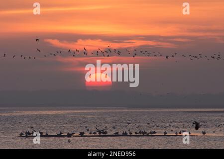 Lapwing, Peewit, Vanellus vanellus, floccato che vola di fronte al sole sull'acqua e gabbiani sulla striscia di fango, Pagham Harbour, Sussex, febbraio, Foto Stock