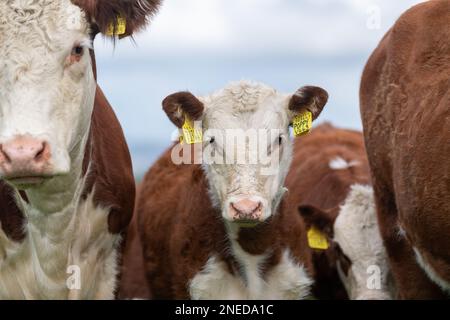 Mandria di bestiame Hereford pascolo su pascoli lussureggianti nella valle di Lune vicino a Kirkby Lonsdale, Cumbria, Regno Unito. Foto Stock