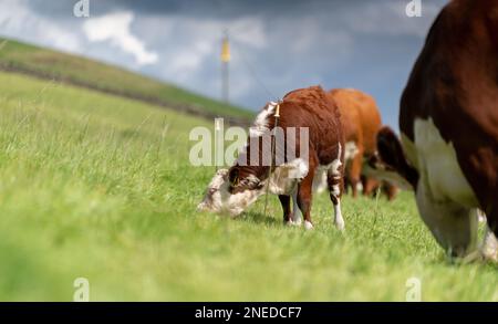 Hereford bestiame pascolo su pascolo, dietro una recinzione elettrica. Cumbria, Regno Unito. Foto Stock