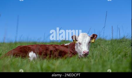 Il giovane vitello Hereford si è calmo nell'erba in un pascolo montano, Cumbria, Regno Unito. Foto Stock