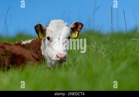 Il giovane vitello Hereford si è calmo nell'erba in un pascolo montano, Cumbria, Regno Unito. Foto Stock