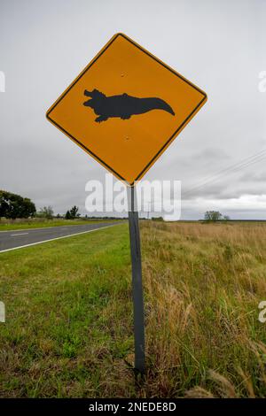 Segno di attenzione Caimans, vicino Loreto, Esteros del Ibera, Provincia di Corrientes, Argentina Foto Stock