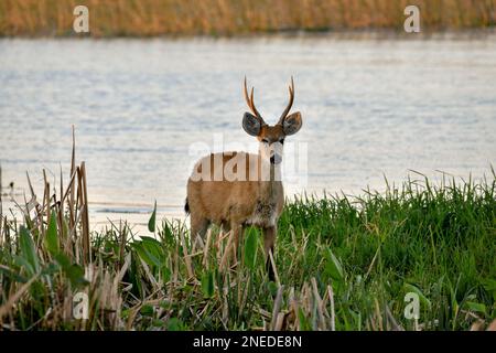 Cervi di Pampas (Ozotoceros bezoarticus), maschio, in Colonia Carlos Pellegrini, Esteros del Ibera, Provincia di Corrientes, Argentina Foto Stock