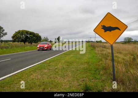 Segno di attenzione Caimans, vicino Loreto, Esteros del Ibera, Provincia di Corrientes, Argentina Foto Stock