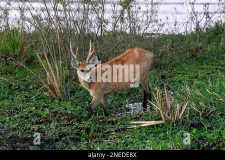 Cervi di Pampas (Ozotoceros bezoarticus), maschio, in Colonia Carlos Pellegrini, Esteros del Ibera, Provincia di Corrientes, Argentina Foto Stock