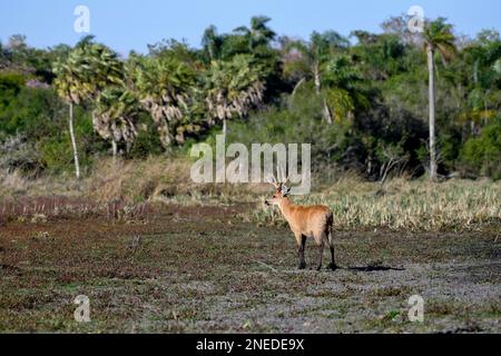 Cervi di Pampas (Ozotoceros bezoarticus), maschio con corna di velluto, in Colonia Carlos Pellegrini, Esteros del Ibera, provincia di Corrientes, Argentina Foto Stock