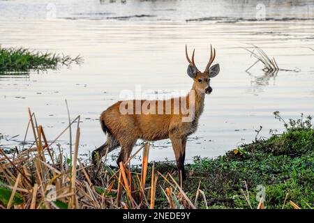 Cervi di Pampas (Ozotoceros bezoarticus), maschio, in Colonia Carlos Pellegrini, Esteros del Ibera, Provincia di Corrientes, Argentina Foto Stock