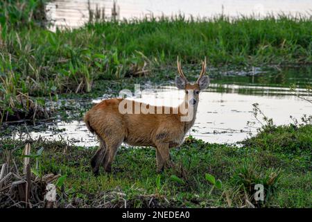 Cervi di Pampas (Ozotoceros bezoarticus), maschio, in Colonia Carlos Pellegrini, Esteros del Ibera, Provincia di Corrientes, Argentina Foto Stock