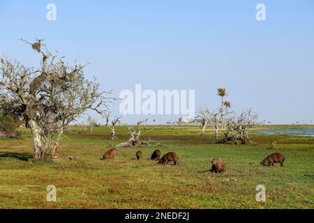 Capybaras (Hydrochoerus hydrocaeris), Estancia El Socorro, vicino Colonia Carlos Pellegrini, Esteros del Ibera, Provincia di Corrientes, Argentina Foto Stock