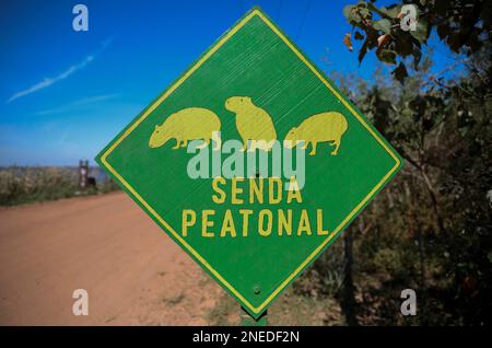 Segno di attenzione di Capybaras (Hydrochoerus hydrochaeris), Colonia Carlos Pellegrini, Esteros del Ibera, Provincia di Corrientes, Argentina Foto Stock