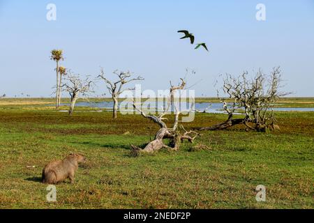 Capybaras (Hydrochoerus hydrocaeris), Estancia El Socorro, vicino Colonia Carlos Pellegrini, Esteros del Ibera, Provincia di Corrientes, Argentina Foto Stock