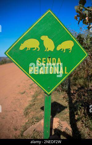 Segno di attenzione di Capybaras (Hydrochoerus hydrochaeris), Colonia Carlos Pellegrini, Esteros del Ibera, Provincia di Corrientes, Argentina Foto Stock