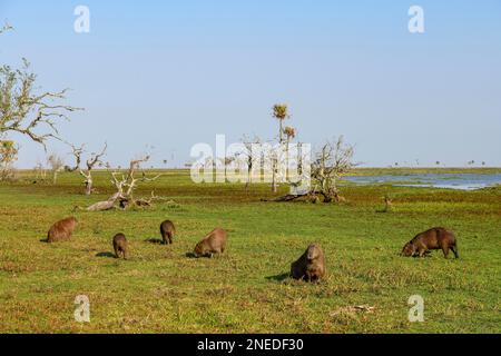 Capybaras (Hydrochoerus hydrocaeris), Estancia El Socorro, vicino Colonia Carlos Pellegrini, Esteros del Ibera, Provincia di Corrientes, Argentina Foto Stock