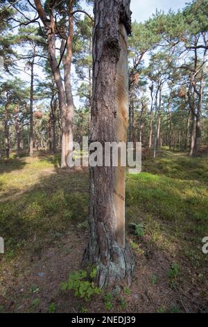 Foresta primordiale di Darss, pino (Pinus) con tracce di estrazione storica delle resine, Parco Nazionale di Vorpommersche Boddenlandschaft, Meclemburgo-Ovest Foto Stock