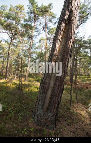 Foresta primordiale di Darss, pino (Pinus) con tracce di estrazione storica delle resine, Parco Nazionale di Vorpommersche Boddenlandschaft, Meclemburgo-Ovest Foto Stock